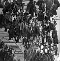 souvenirs en noir et blanc (144)